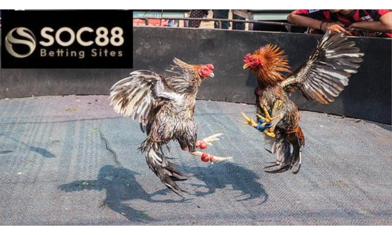 Cá cược đá gà Soc88 an toàn.